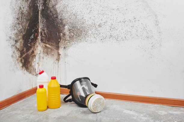 Best Certified Mold Removal  in Bellmead, TX