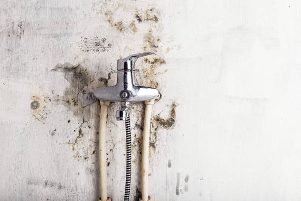 Best Home Mold Removal  in Bellmead, TX
