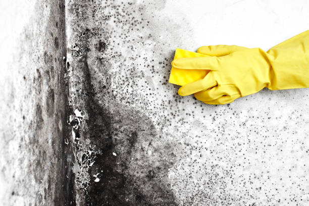 Best Commercial Mold Removal  in Bellmead, TX