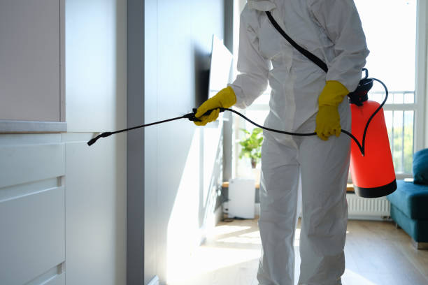 Best Toxic Mold Removal  in Bellmead, TX