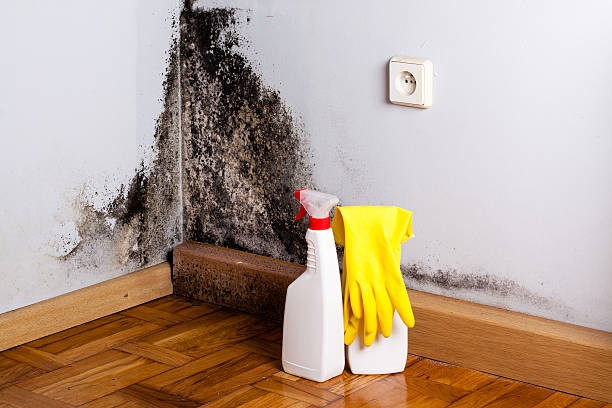 Best Certified Mold Removal  in Bellmead, TX