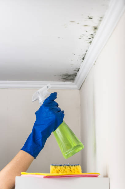 Best Professional Mold Removal  in Bellmead, TX